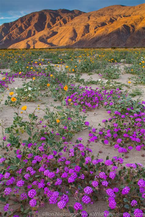 Desert Wildflowers Anza Borrego Desert State Park California Photos By Ron Niebrugge