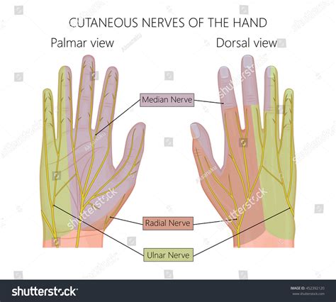 20,642 Hand nerve Images, Stock Photos & Vectors | Shutterstock