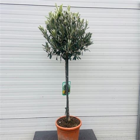 Olea Europaea Olijfboom Op Stam Van 70 Cm Plus Kruin Van 30 Cm Tas