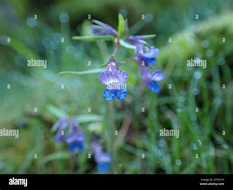Giant Blue-eyed Mary (Collinsia grandiflora Stock Photo - Alamy