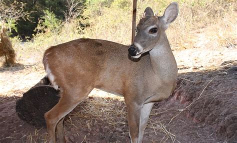 Venado Cola Blanca Patrimonio De La Biodiversidad Mexicana