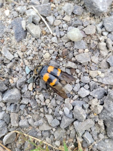 Tomentose Burying Beetle From Prescott On K E T Canada On September