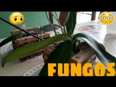 COMO TRATAR ORQUÍDEA ATACADA POR FUNGOS YouTube