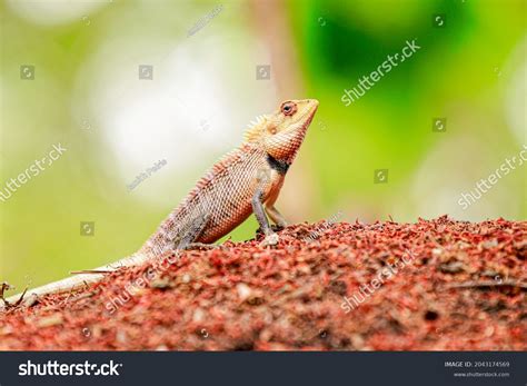 18 Calotes Versicolour Images, Stock Photos & Vectors | Shutterstock