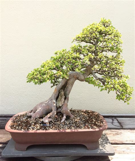 Chinese Elm bonsai tree : r/BonsaiPorn