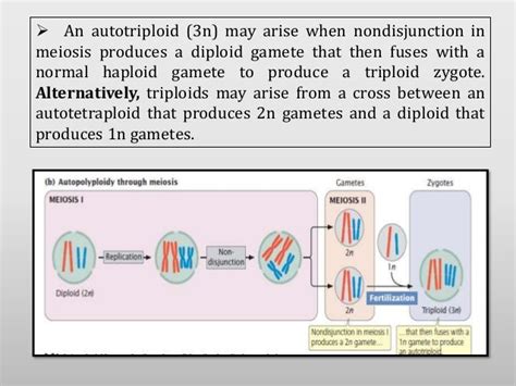 Autopolyploidy