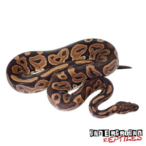 Het Red Axanthic Ball Python Traits Morphpedia