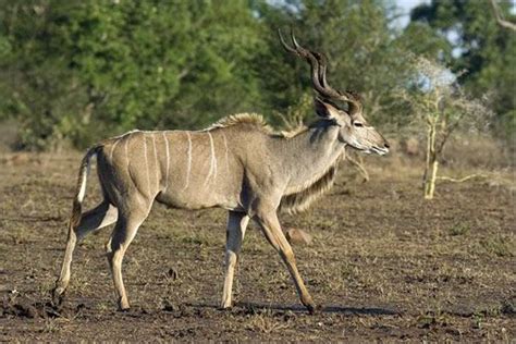 South Africa Kruger Mammals Naturetrek