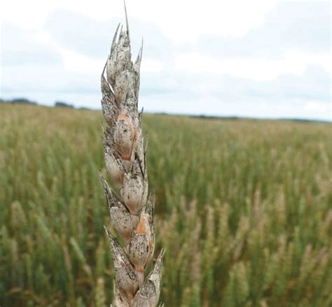 Is It Fusarium Or Drought Stress Grainews