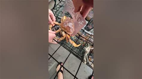 Crabbing Puget Sound 2021 11 Keeper In One Pot Youtube