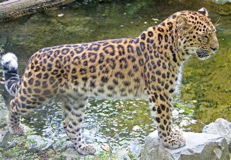 Amur Leopard 6 stock photo. Image of nice, fear, tail - 3254720