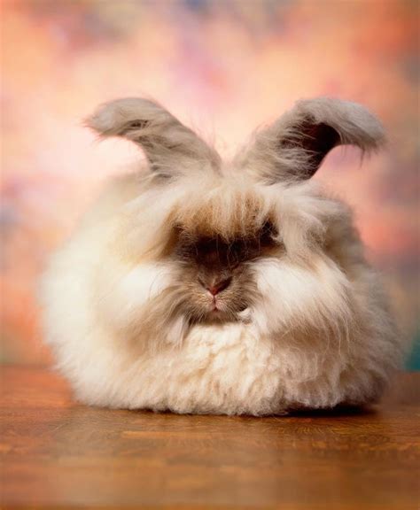 16 Angora Rabbits That Really Need A Haircut 16 Pics