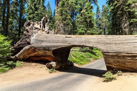 Sequoia a maior árvore do mundo Invivo