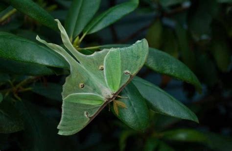 Luna Moth Facts For Kids 2023: Appearance, Habitat, Lifecycle