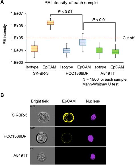 evaluation  epcam expression level  cell   stained