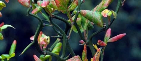 Arbustes Pour Une Haie D Fensive Blog Promesse De Fleurs