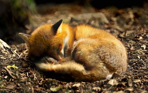 cute fox backgrounds wallpaperscom