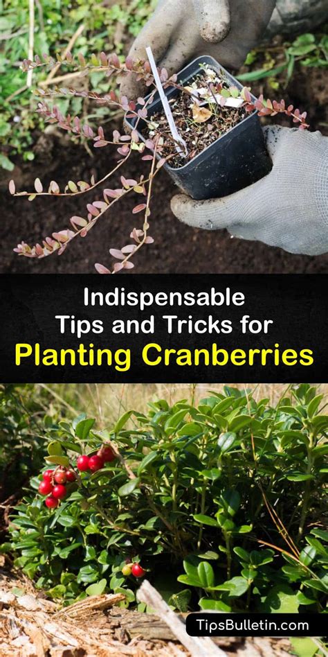 Cranberry Plant Care - Hands-on Tips for Growing Cranberries