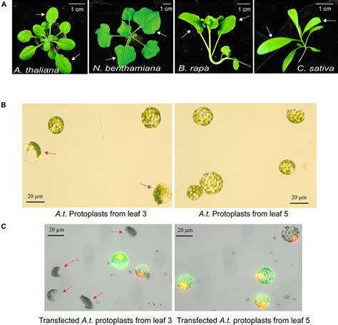 Frontiers A Versatile And Efficient Plant Protoplast Platform For