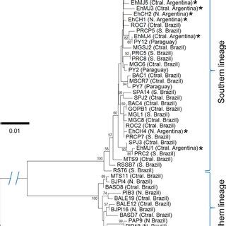 Neighbour Joining Phylogenetic Analysis Of Concatenated COI And Cytb