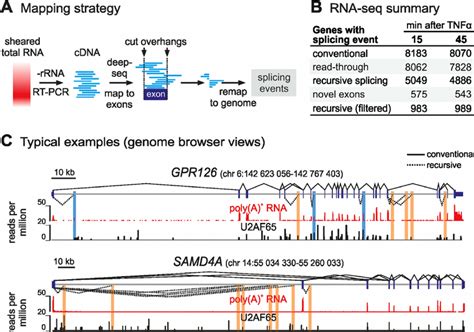 Exonintron Products Detected Genome Wide By RNA Seq A Overview Of