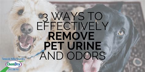 3 Ways To Remove Pet Urine And Odors Temecula Valley Chem Dry