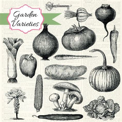 Vintage Vegetables Brushes Photoshop Vegetable Drawing Photoshop