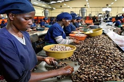 Fg Pledges Support To Expansion Of Cashew Industry Trending News