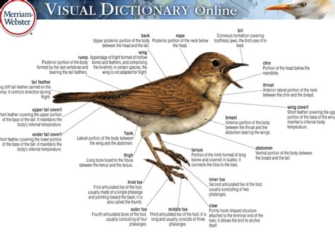 merriam webster visual dictionary gifted talented teacher resources