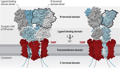 Mechanisms Of Postsynaptic Localization Of Ampa Type Glutamate