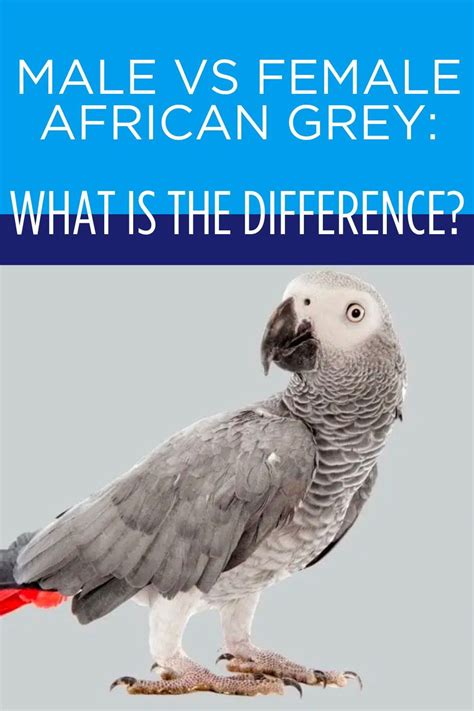 Male Vs Female African Grey Parrots How To Tell The Difference