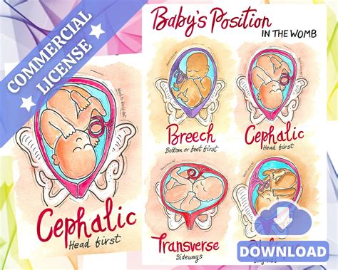 Cephalic presentation of the baby best position for normal delivery ...