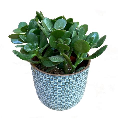 Planta De Jade Crassula Ovata Cultivo Cuidados Y Tipos