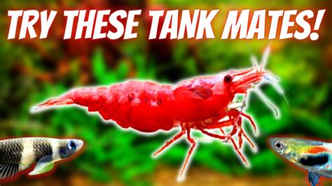 Top Best And Worst Shrimp Tank Mates Fish You Can And Can T Keep