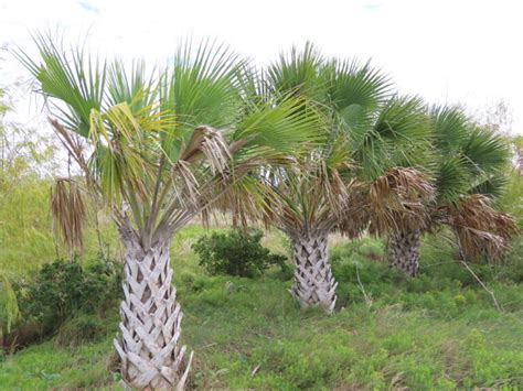 Sabal Mexicana Native Plant Society Of Texas