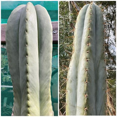 Monarto Spineless Scop X Capital Cactus 2 30 Cactilicious