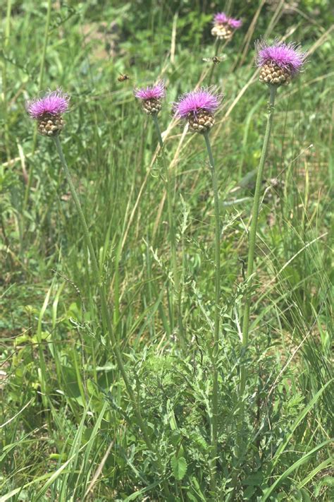 Левзея одноцветковая (Rhaponticum uniflorum) - PictureThis