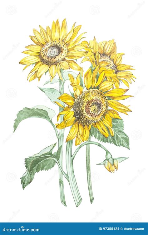 Illustrazione In Acquerello Dell Girasoli Carta Floreale Con I Fiori