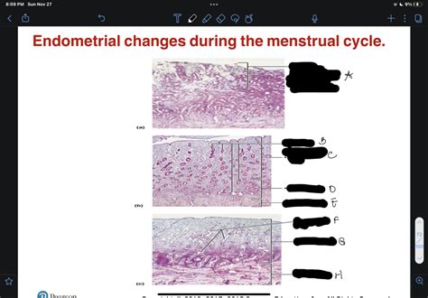 Endometrium Of The Uterus Diagram Quizlet