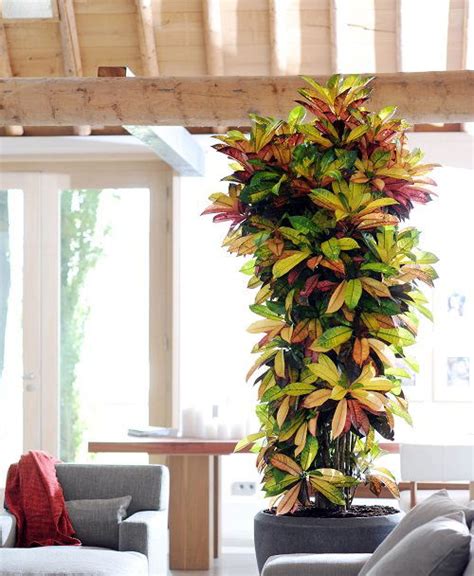 Croton Plant Care Indoors | Growing Croton Houseplant