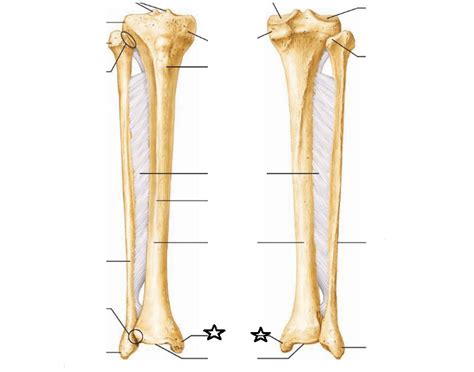 Anatomy Practical Tibia And Fibula Diagram Quizlet