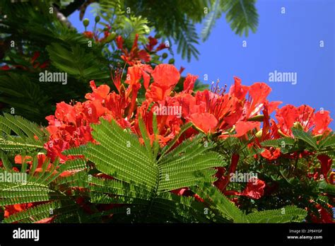 Royal Poinciana Tree Also Known As A Flame Tree Stock Photo Alamy