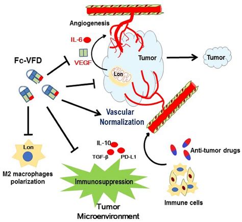 Scheme Of Fc Vegf121 Vegf165 Fc Vfd Inhibits Lon Induced Angiogenesis