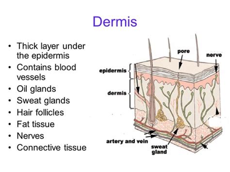 Chapter 12 Skin Hair And Nails Flashcards Quizlet