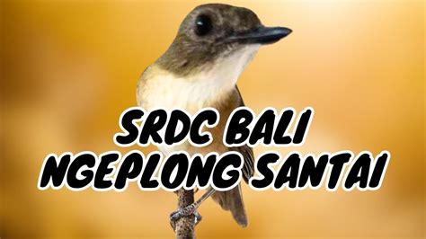 Srdc Bali Ngeplong Santai Untuk Srdc Bahan Agar Ikut Terpancing