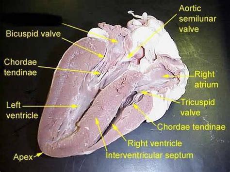 Sheep Heart Dissection Flashcards Quizlet