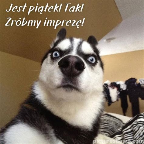 Kartka miłego piątku śmieszne husky picturesdown