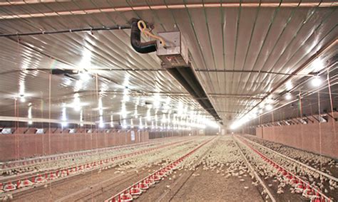 Poultry Heating System Solaire Brooders Brooders Big Dutchman