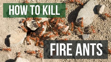 How To Get Rid Of Fire Ants In Your Garden Fasci Garden