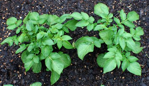 How to Grow Red Potatoes | Vegetable Garden Blog